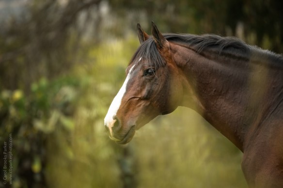 CBPP_20130505_SanMarcos-513-Mstr