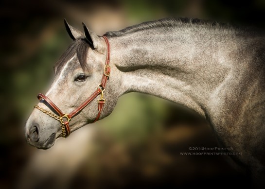 140814-CCF-017-Edit-2