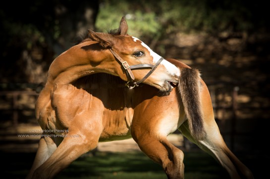 140814-CCF-038-Edit-2
